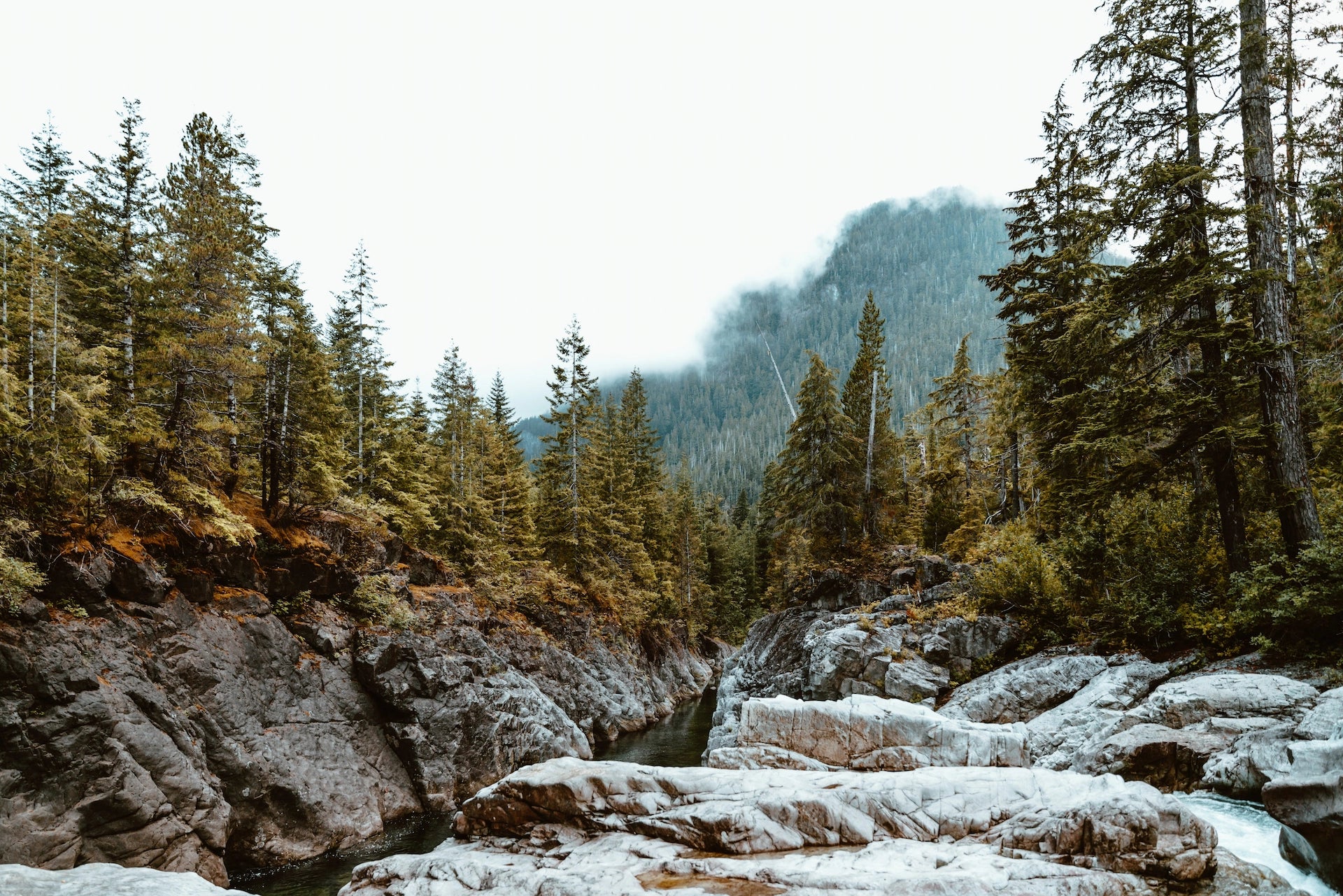 Inspirierender Wald mit natürlichem Ambiente, das die Nachhaltigkeit und Natürlichkeit einer hochwertigen Schreibtischplatte aus Holz unterstreicht.